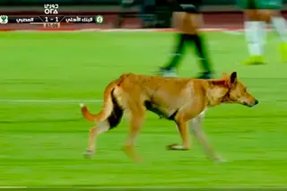 طرائف الدوري المصري.. كلب يقتحم مباراة المصري والبنك الأهلي (فيديو) 28 أكتوبر 2026